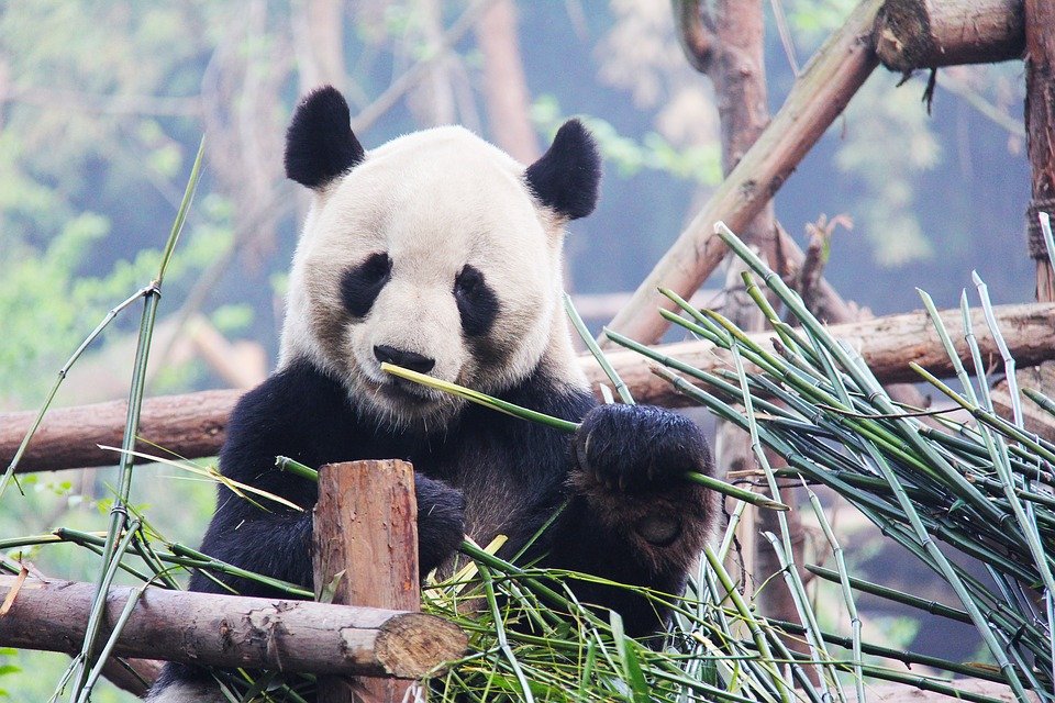 Giant Panda, spring cycling trips