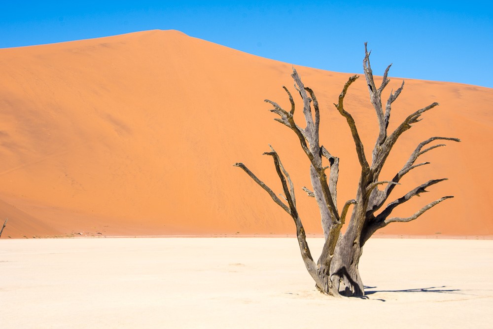 a lone tree in the Namibian desert