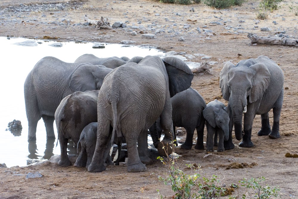 Elephants in the watering hole