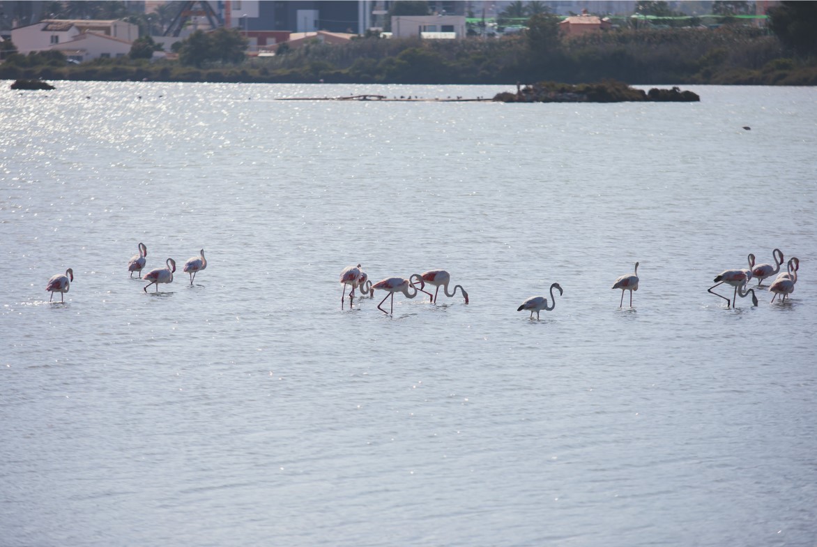 Flamingos in Calpe